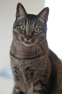 Close-up portrait of tabby cat