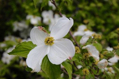 Close-up of white flower blooming outdoors