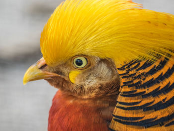 Close-up of a bird