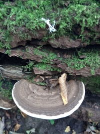 High angle view of mushrooms on log