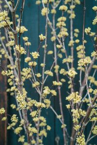 Close-up of plants