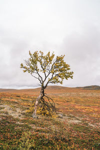 Tree on field against sky