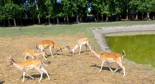 Deer standing in a field