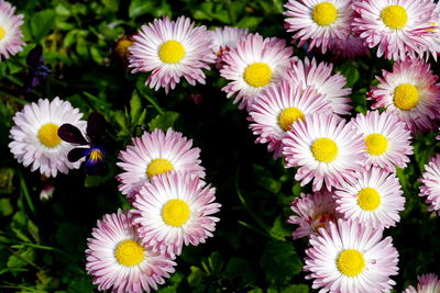 Close-up of fresh white flowers in park