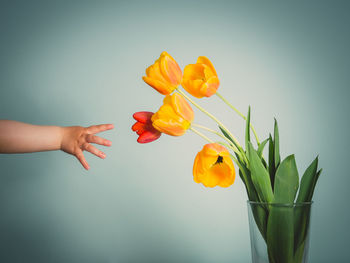 Cropped hand of child reaching towards tulips against green background