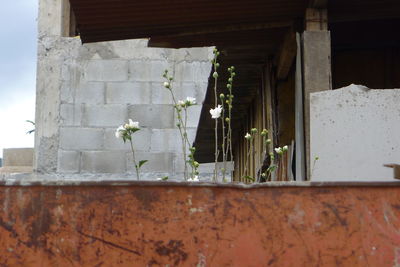 Close-up of window