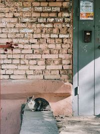 Cat relaxing on brick wall