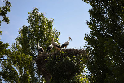 Birds perching on a tree