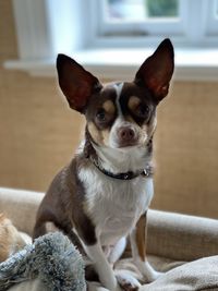 Portrait of dog sitting at home