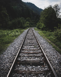 Railroad tracks along trees