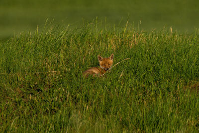 Cat in a field