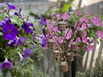 Close-up of potted plant