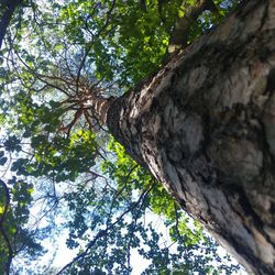 Low angle view of tree in forest