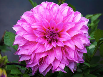Close-up of pink dahlia