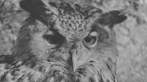 Close-up portrait of owl