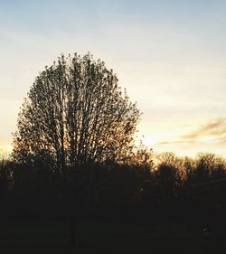 Trees against sky at sunset