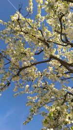 Low angle view of cherry blossom tree