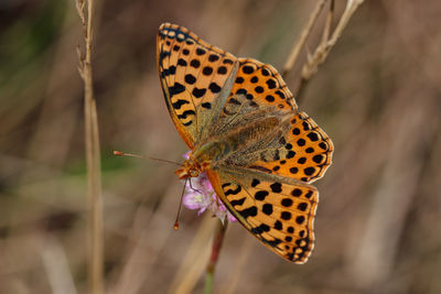 Close-up of butterfly on flower