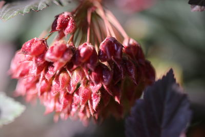 Close-up of red flowering plant