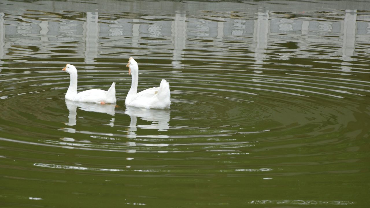 water, waterfront, bird, lake, reflection, animals in the wild, animal themes, wildlife, swan, swimming, floating on water, rippled, nature, white color, pond, beauty in nature, outdoors, no people, day, water lily