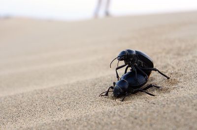 Close-up of insects mating on sand at beach