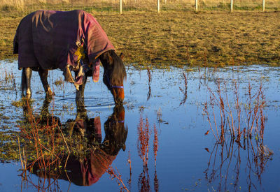 High angle view of horse standing in lake