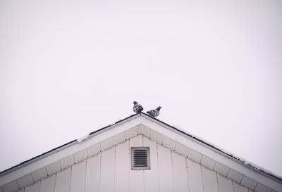 Low angle view of pigeons perching on roof against clear sky