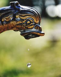 Close-up side view of a bird against blurred background