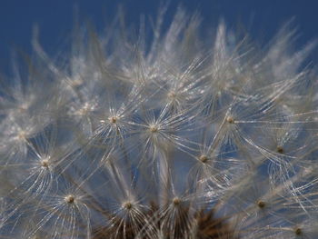 Close-up of dandelion on plant