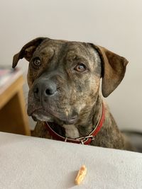 Close-up of dog looking away