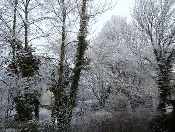 Bare trees in forest during winter