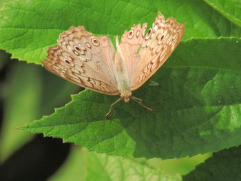 Close-up of butterfly on leaves