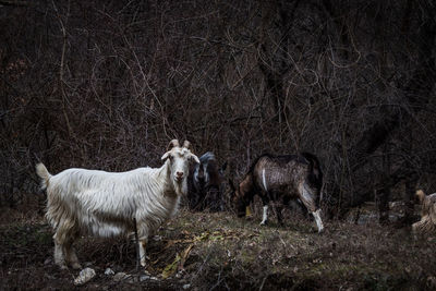 Goat grazing in a forest