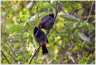 Close-up of bird perching on branch