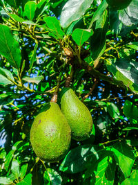 Close-up of fresh green tree