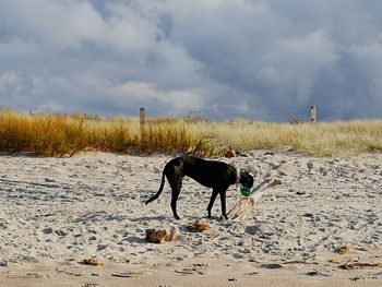 Scenic view of greyhound against cloudy sky