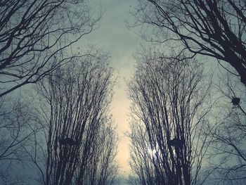 Low angle view of bare trees against sky