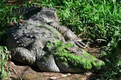 High angle view of crocodile on field