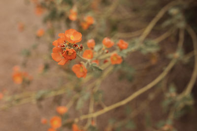 Close-up of orange flower on field