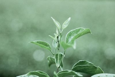 Close-up of fresh green leaves