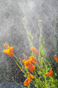 Close-up of orange flower by fish in water