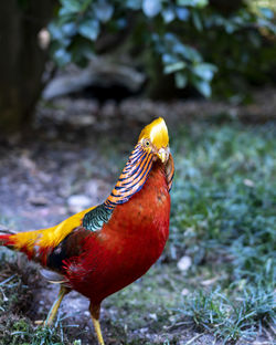 Close-up of bird perching on tree