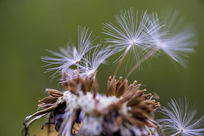 Close-up of dandelion on plant