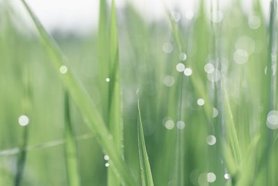 Close-up of water drops on grass
