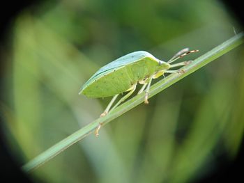 Close-up of insect on leaf