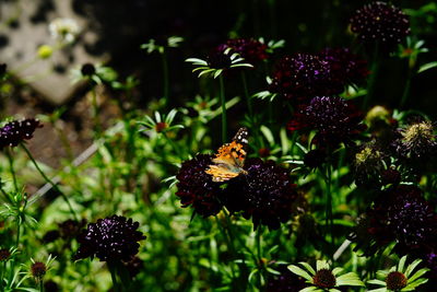 Close-up of bee pollinating on purple flowering plant