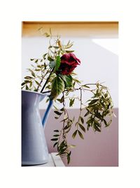 Close-up of plant against white wall
