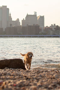 Dog on river against buildings in city