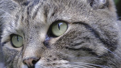 Close-up portrait of a cat