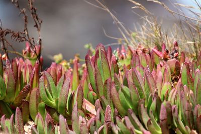 Close-up of succulent plant